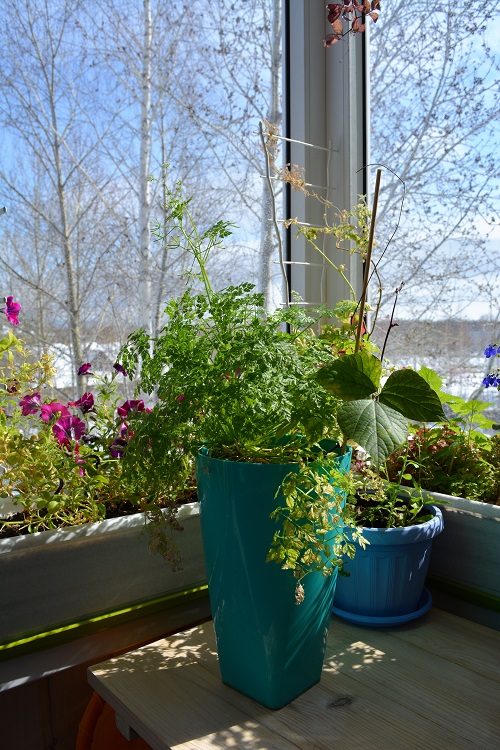 16 Best Herbs for Windowsill Gardening 6