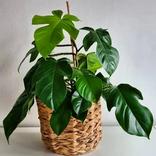 51 Best Philodendron Plant Varieties with Pictures | Types of Philodendron 6