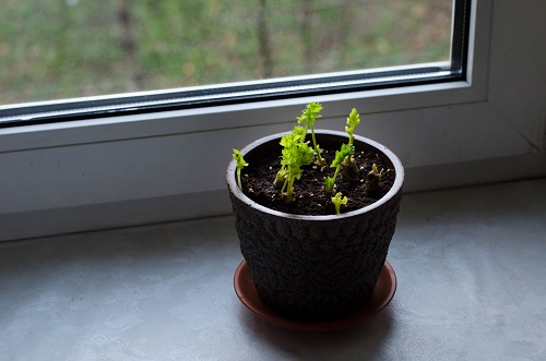 16 Best Herbs for Windowsill Gardening 7