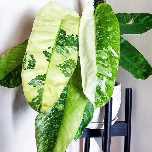 51 Best Philodendron Plant Varieties with Pictures | Types of Philodendron 12