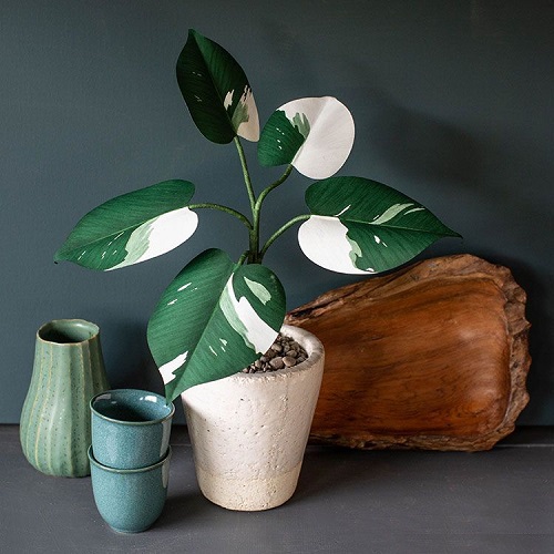 100 Gorgeous Types of Philodendrons for Your Home 7