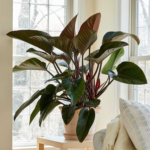 100 Gorgeous Types of Philodendrons for Your Home 4