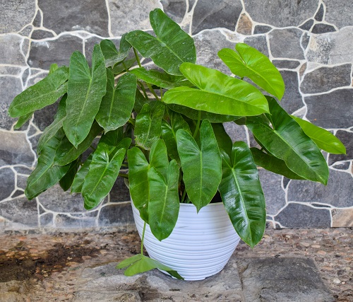 51 Best Philodendron Plant Varieties with Pictures | Types of Philodendron 19
