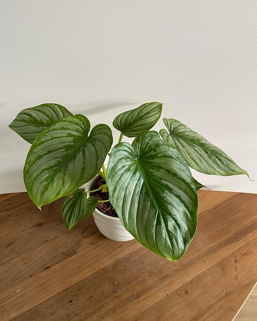 51 Best Philodendron Plant Varieties with Pictures | Types of Philodendron 21