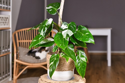 51 Best Philodendron Plant Varieties with Pictures | Types of Philodendron 26