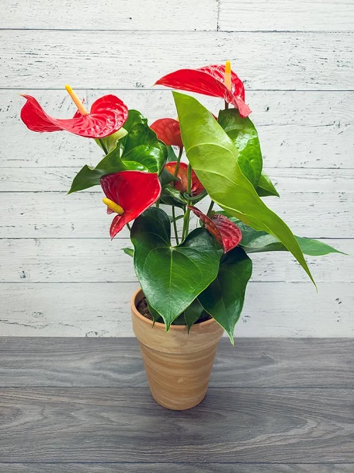 22 Top Red Leaf Indoor Plants You Can Grow 8
