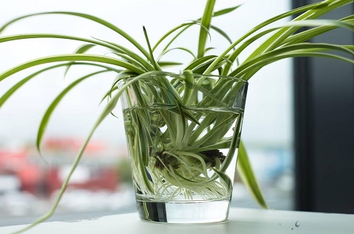 Best Indoor Plant Cuttings for Vases 1