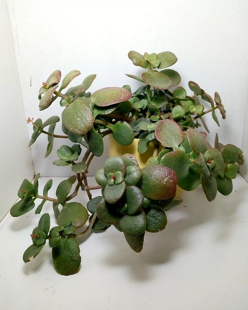 Types of Jade Plant Varieties Picture 1