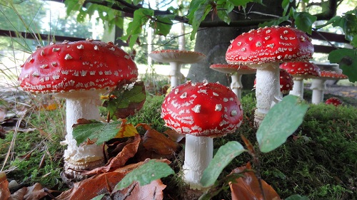 How to Grow Fly Agaric Indoors | Amanita muscaria Care Guide 1