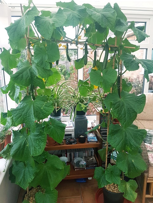 Everything About Growing Cucumbers Indoors 1