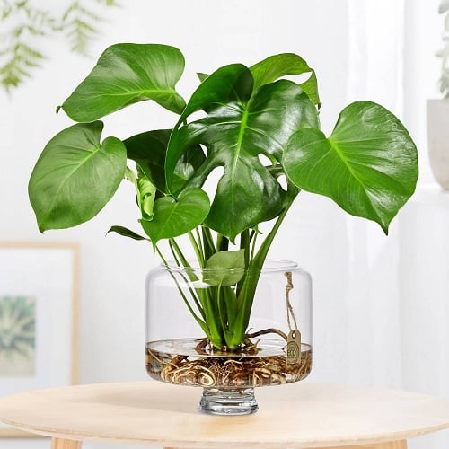 Best Indoor Plant Cuttings for Vases 7