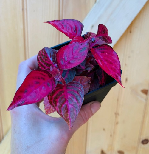 22 Top Red Leaf Indoor Plants You Can Grow 11
