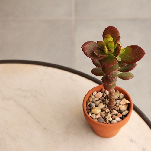 30 Types of Jade Plant | Best Jade Plant Varieties Pictures | Indoor ...
