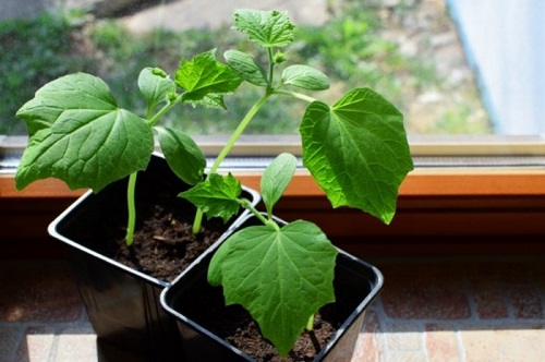 Everything About Growing Cucumbers Indoors 2