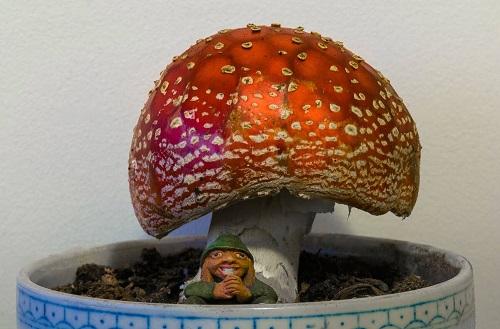 How to Grow Fly Agaric Indoors | Amanita muscaria Care Guide 2