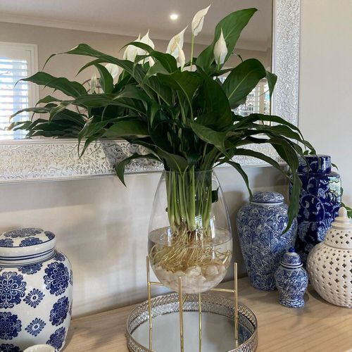 Best Indoor Plant Cuttings for Vases 4