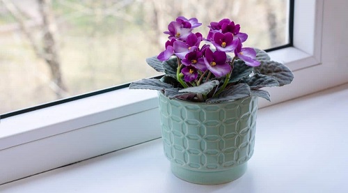 Best Indoor Plant Cuttings for Vases 6