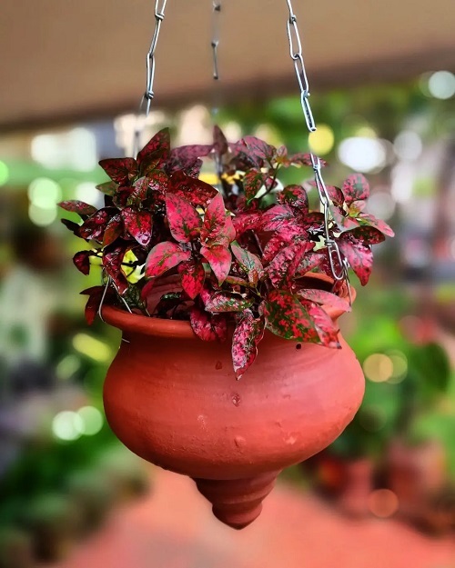 22 Top Red Leaf Indoor Plants You Can Grow 9