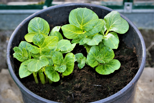 How to Grow Potatoes Indoors | How to Grow a Potato Indoors 1