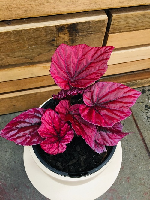 Pink Beleaf Begonia
