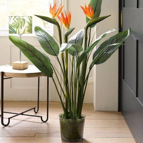 11 Indoor Flowers that Look Like Birds | Plants that Look Like Birds 1