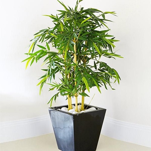 How to Grow Golden Bamboo Indoors | Phyllostachys aurea Care Guide 1