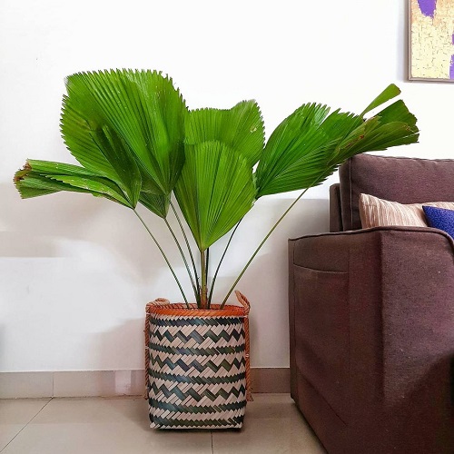 How to Grow Licuala Grandis Indoors | Ruffled Fan Palm Care 1