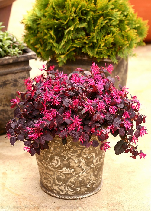 25 Stunning Types of Burgundy Houseplants You Cannot Miss 6