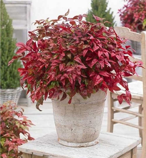 25 Stunning Types of Burgundy Houseplants You Cannot Miss 8
