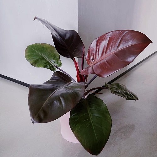 25 Stunning Types of Burgundy Houseplants You Cannot Miss 3