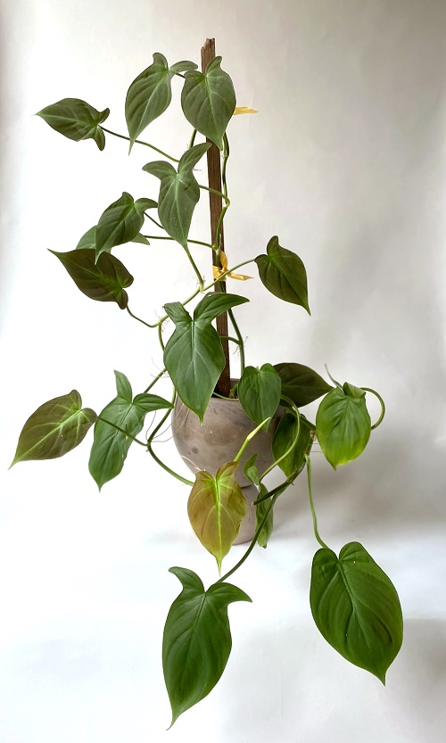 Philodendron camposportoanum Growing and Care Guide | Philodendron Campos 1