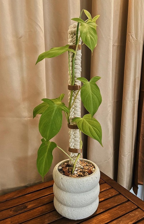 Philodendron camposportoanum Growing and Care Guide | Philodendron Campos 2