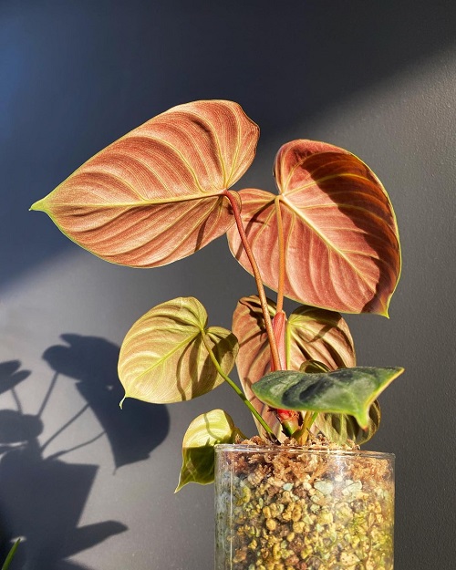 How to Grow Philodendron el choco Red Indoors 2
