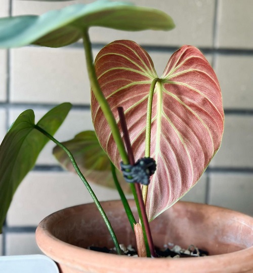 How to Grow Philodendron el choco Red Indoors 1