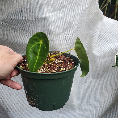 How to Grow Anthurium forgetii Indoors | Anthurium forgetii Care 2