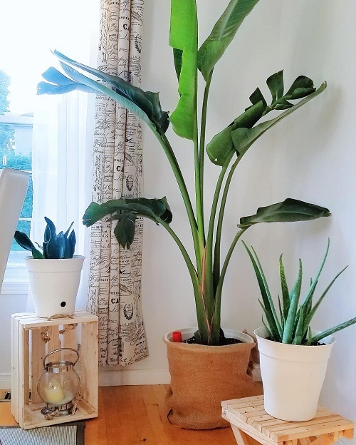 How to Grow Travelers Palm Indoor | Ravenala madagascariensis 2