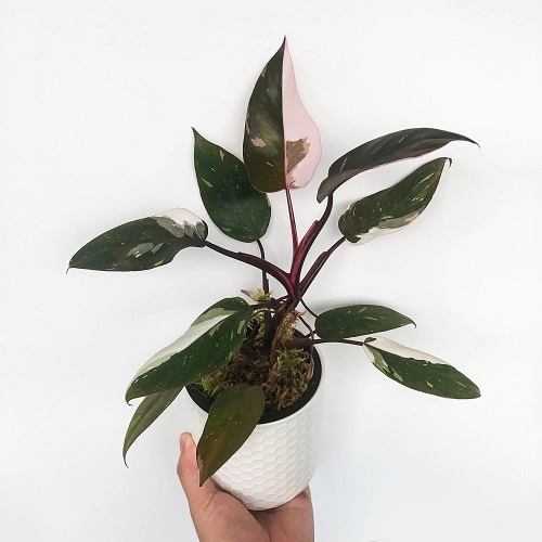 Growing Red Anderson Philodendron Indoors | Philodendron Anderson Red Care Guide 2