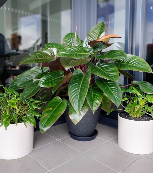 Philodendron Imperial Red vs Rojo Congo 1