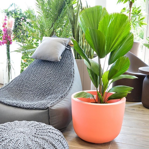 How to Grow Licuala Grandis Indoors | Ruffled Fan Palm Care 2