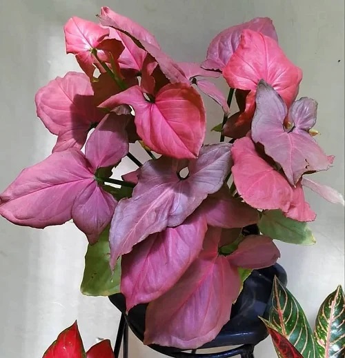 Syngonium podophyllum ‘Pink Allusion’ - Pink Houseplants 