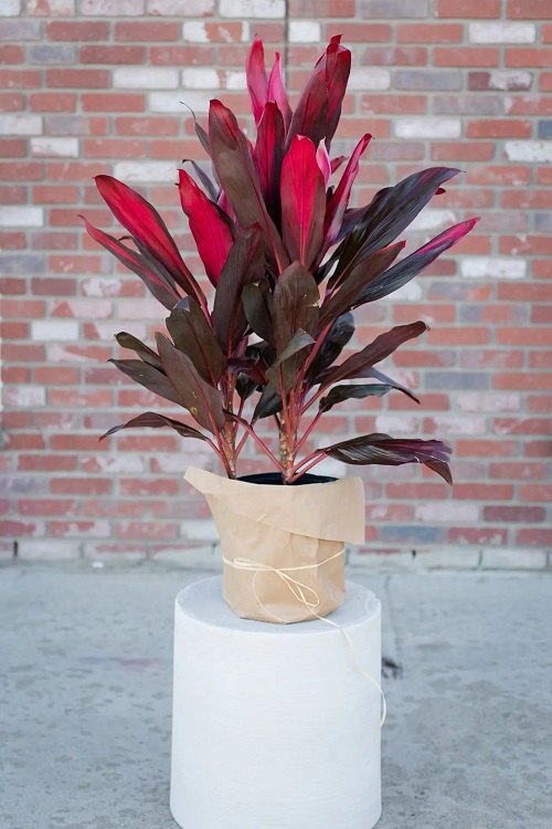 25 Stunning Types of Burgundy Houseplants You Cannot Miss 2