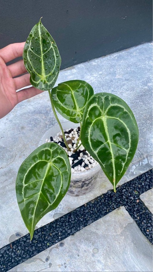 How to Grow Anthurium forgetii Indoors | Anthurium forgetii Care 1