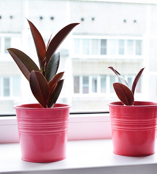 25 Stunning Types of Burgundy Houseplants You Cannot Miss 9