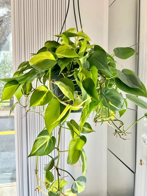 25 Best Low Light Indoor Hanging Plants | Low Light Hanging Plants 1