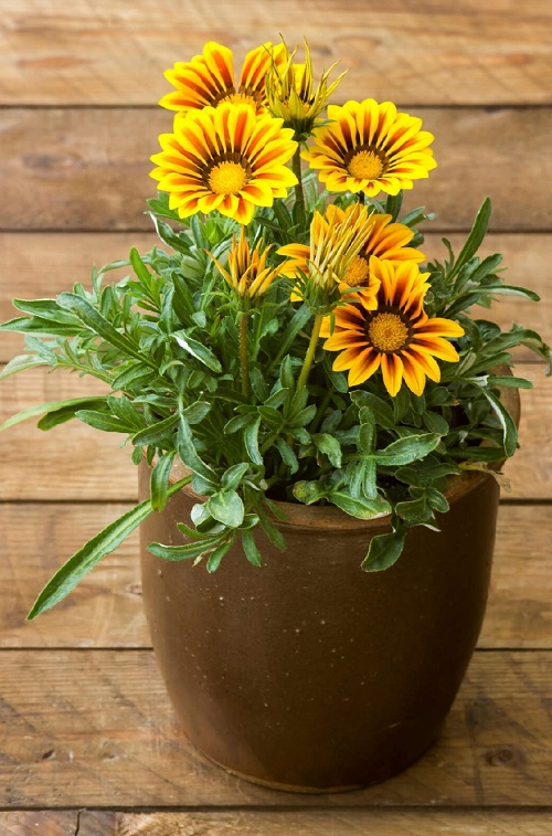 20 Best Indoor Plants with Yellow Flowers | Yellow Flowering Houseplants 3