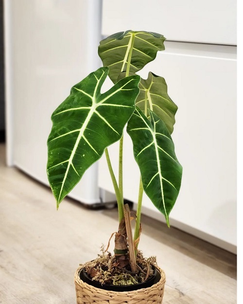 Alocasia frydek Growing and Care Guide 2