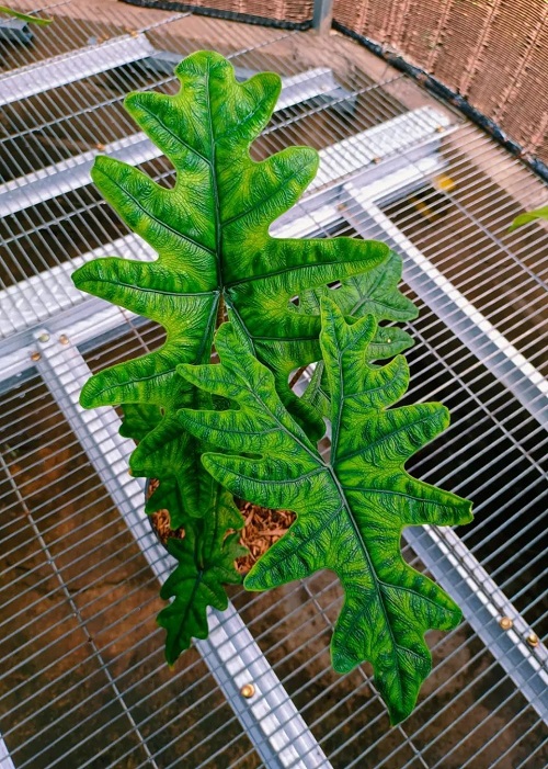 How to Grow Alocasia jacklyn Indoors | Alocasia jacklyn Care Guide 2