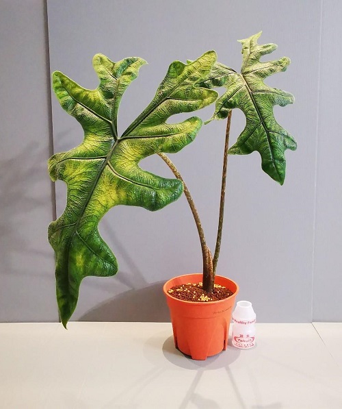 How to Grow Alocasia jacklyn Indoors | Alocasia jacklyn Care Guide 1