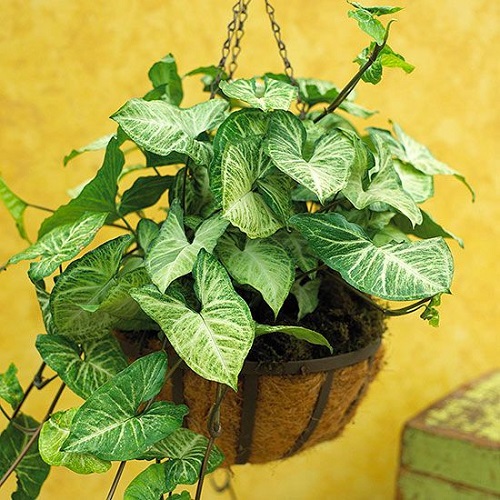 25 Best Low Light Indoor Hanging Plants | Low Light Hanging Plants 14