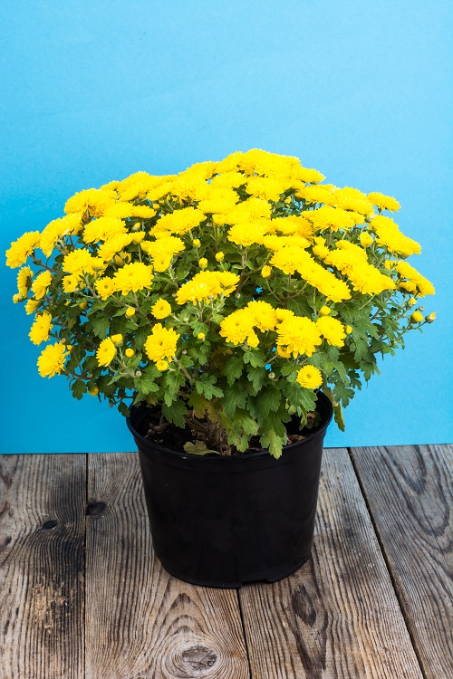 20 Best Indoor Plants with Yellow Flowers | Yellow Flowering Houseplants 9